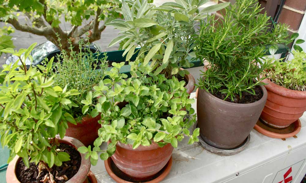 Where To Buy Plants