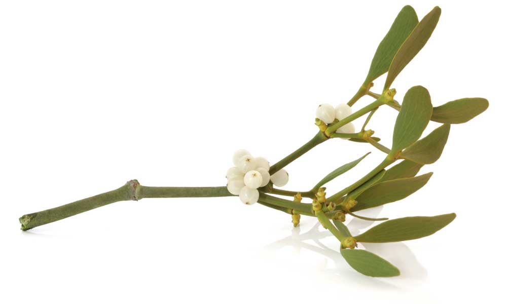 Where to Buy Mistletoe