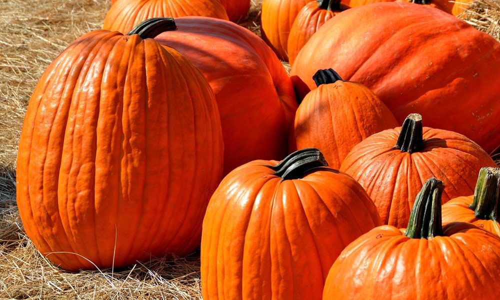 Where to Buy Pumpkins